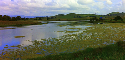 Algae blooms on a lake